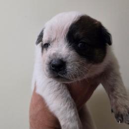 Elara - Red speckled female Australian Cattle Dog puppy in Canton, Pennsylvania from DNB Heelers