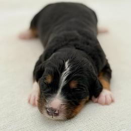 Smee - Tri-color male Bernedoodle puppy in Bellville, Ohio from Bernedoodle Buddies
