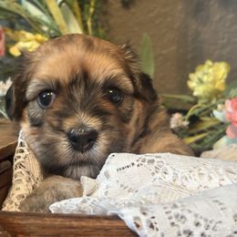 HONEY - Tri-color female Coton de Tulear puppy in Freeport, Texas from H❤️PE COTONS