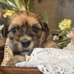HONEY - Tri-color female Coton de Tulear puppy in Freeport, Texas from H❤️PE COTONS