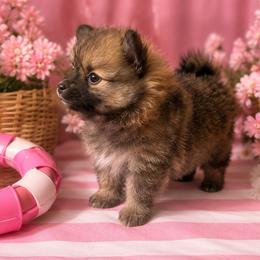 Girl 1 - Beaver sable female Pomeranian puppy in Hercules, California from Foxx Dior Poms