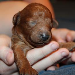 Daisy - Red  female Poodle puppy in Pottersville, Missouri from Christina Miller's Poodles