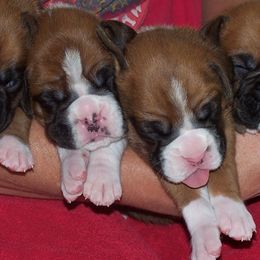 Boxers from Hi Desert Boxers