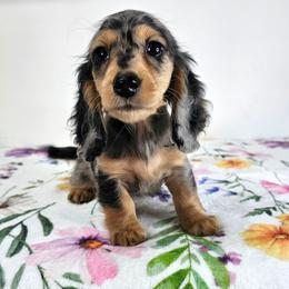 Black and tan dapple 1 (3208.56) - Dapple female Dachshund puppy in Belle Rive, Illinois from Akin's Miniature Dachshunds, LLC