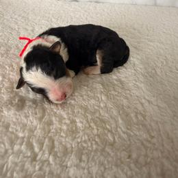 Spider-Man - Tri-color male Bernedoodle puppy in Luana, Iowa from Country View Bernedoodles and Goldendoodles
