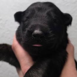 Light blue collar - Sable male German Shepherd puppy in Oscoda, Michigan from Sstar
