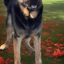 German Shepherds from Vicki Rohr