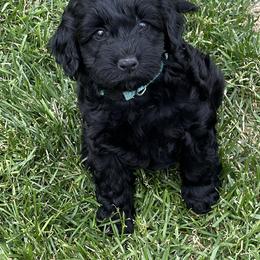Australian Labradoodle Puppies from Tiny Treasures Australian Labradoodles