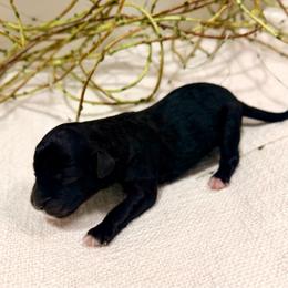 Bloom - Black female Goldendoodle puppy in Livermore, Colorado from Heritage Hills Family Doodles