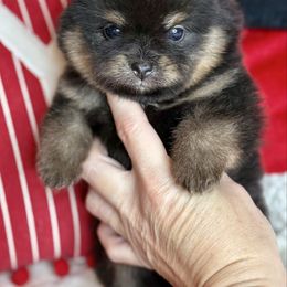 Sabrina - Black and tan female Pomeranian puppy in Kilgore, Texas from 5 Star Poms
