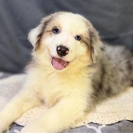 Boots - Blue merle male Miniature American Shepherd puppy in Clinton, Missouri from Mockingbirds American Minis