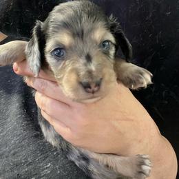 Bomboloni Boy 2 - Dapple male Dachshund puppy in Bigfork, Minnesota from Dachshunds Up North
