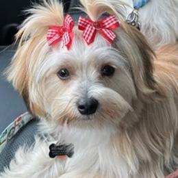 Maltese and Morkies from Heavenly Paws