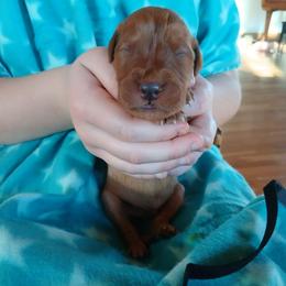 Black - Dark golden male Golden Retriever puppy in Lanesboro, Minnesota from Eagle Ridge Golden Retrievers