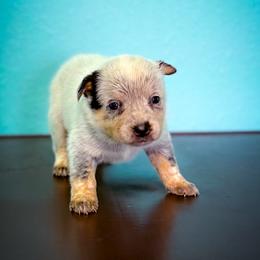 Grey collar - Blue speckled female Australian Cattle Dog puppy in Spokane, Washington from 4D Cattle Dogs