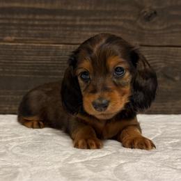 Little Sparrow - Red female Dachshund puppy in Dothan, Alabama from Little House Pups