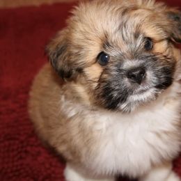 Shih Tzus from Katie's Critters