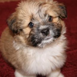 Shih Tzus from Katie's Critters