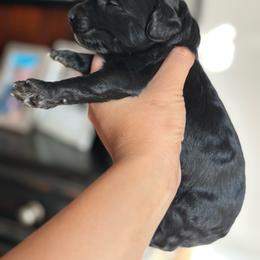 Heath - Black male Goldendoodle puppy in Anderson, South Carolina from M & L Pups
