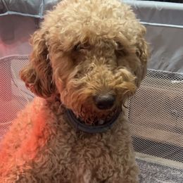 Goldendoodles from Kansas Country Doodles