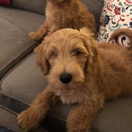 Goldendoodle, Labradoodle, Poodle, and Saint Berdoodle Puppies from Dent’s Doodles