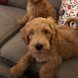 Goldendoodle, Labradoodle, Poodle, and Saint Berdoodle Puppies from Dent’s Doodles