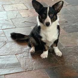 Nova - Cardigan Welsh Corgi