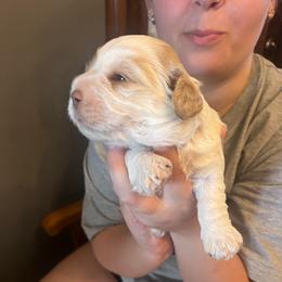 Buffy - Buff female Cockapoo puppy in Wellington, Kansas from Brian’s Puppies