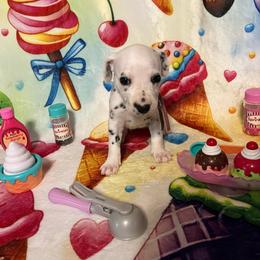 Bubblegum- Pink- LUA - White and black female Dalmatian puppy in Claremore, Oklahoma from Lotsofdots Dalmatians