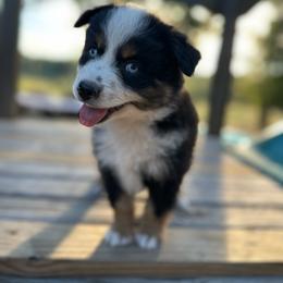 Sal - Black tri female Miniature Australian Shepherd puppy in Doddridge, Arkansas from Huddleston Farm