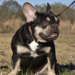 Bianca - French Bulldog
