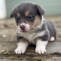 Breeze (yellow) - Blue female Pembroke Welsh Corgi puppy in East Oakdale, California from Rhettro Kennels