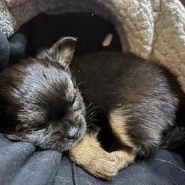 Chihuahua puppies from Carroll’s Chihuahuas