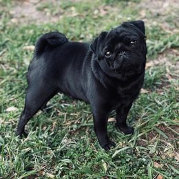 Katy - Pug