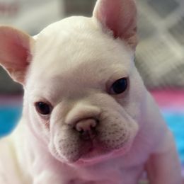 Benelli - French Bulldog puppy in League City, Texas from Baby Bear Frenchies