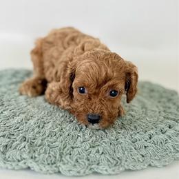 Tilly - Red female Cavapoo puppy in Goldsboro, North Carolina from The Grantham House
