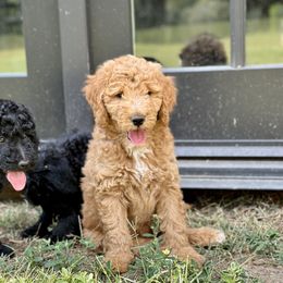 Boy 3 - Sable Bernedoodle puppy in Yatesville, Georgia from High Hopes Doodles