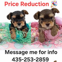 Yorkshire Terrier puppies from Korrtina Grover