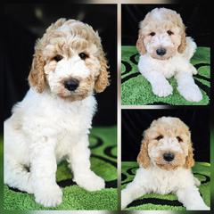 Bentley (light blue collar) - Parti male Double Doodle puppy in Harris County, Texas from Cute & Curly Doodles