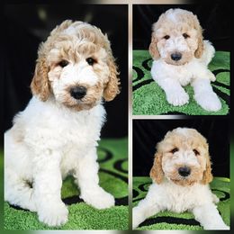 Bentley (light blue collar) - Parti male Double Doodle puppy in Harris County, Texas from Cute & Curly Doodles
