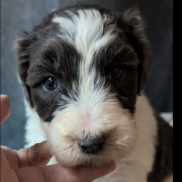 Princess - Gray and white female Sheepadoodle puppy in Seaman, Ohio from Ohio Valley Sheepadoodles