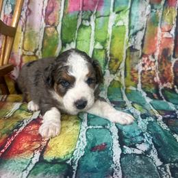 Kat - Blue merle female Assorted Doodle Crosses puppy in Moulton, Iowa from Shondel Puppy Paws