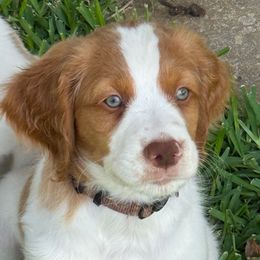 Axel - Orange and white male Brittany puppy in Katy, Texas from Katy Cavaliers & Barefoot Days Brittanys