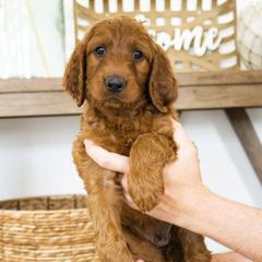 Goldendoodle, Irish Doodle, Labradoodle, and Poodle Puppies from Desert Doodles
