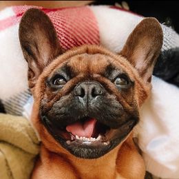 French Bulldogs from Ford Frenchies