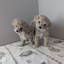 Maltipoo puppies from Joyful Pups