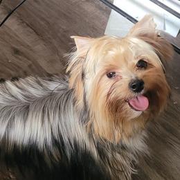 Tink - Yorkshire Terrier