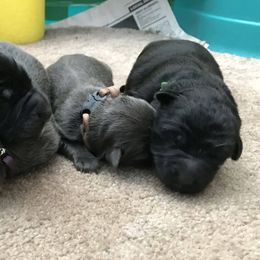 German Shepherd Puppies from StormHaven German Shepherd Dogs