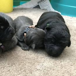 German Shepherd Puppies from StormHaven German Shepherd Dogs