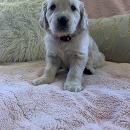 Golden Retriever Puppies from Goldens of Hope